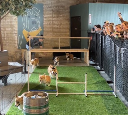 Corgis running and playing at the Park-9 Dog Bar event